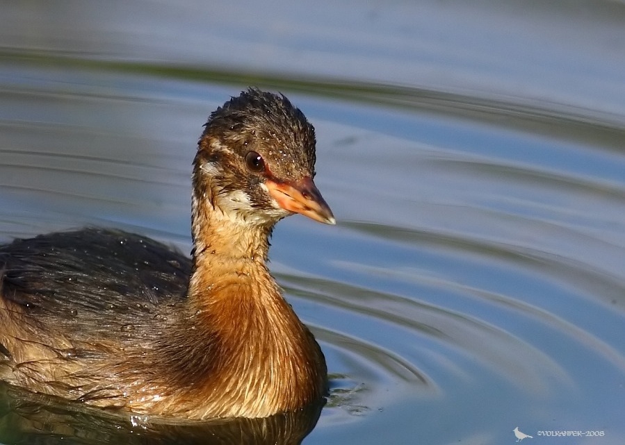 Little Grebe