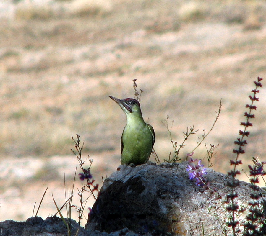 European Green Woodpecker