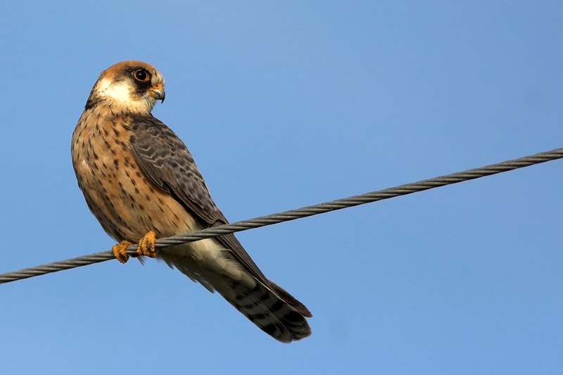 Red-footed Falcon