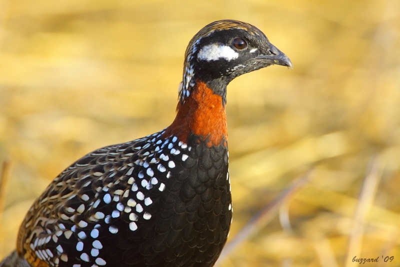 Black Francolin
