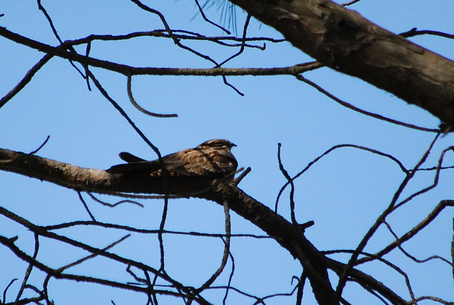 European Nightjar