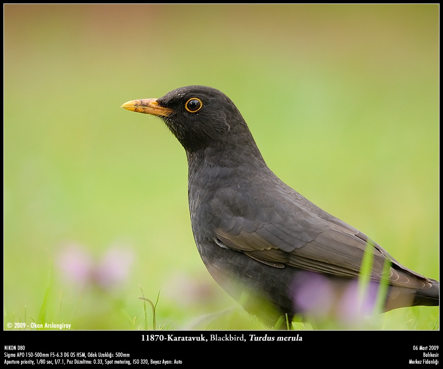 Common Blackbird