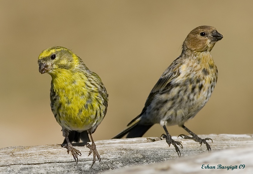 Red-fronted Serin
