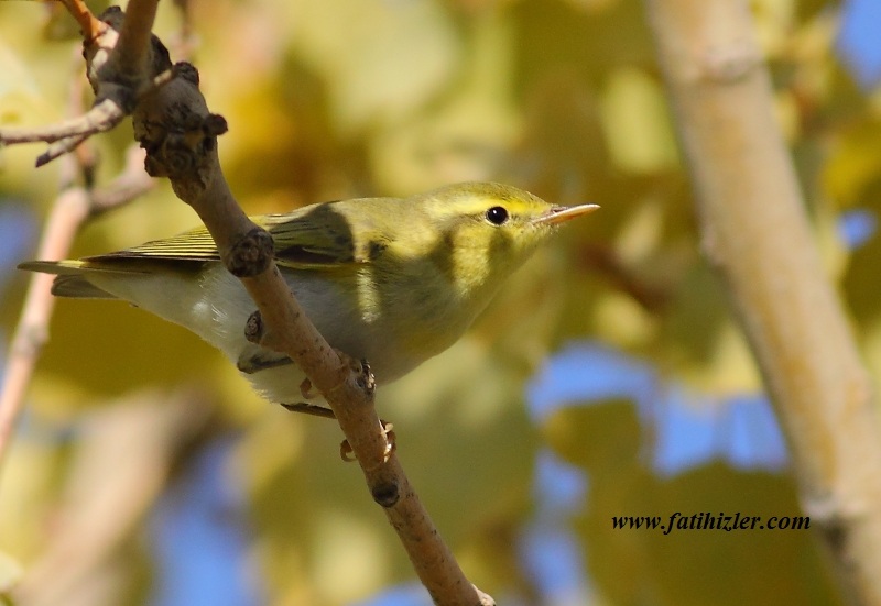 Wood Warbler