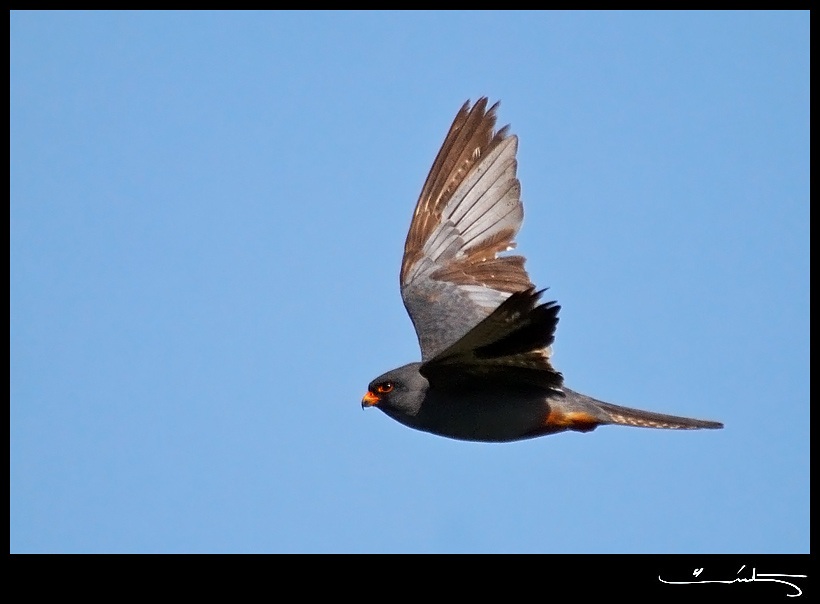Red-footed Falcon