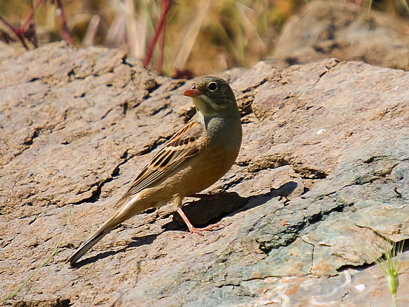 Ortolan Bunting