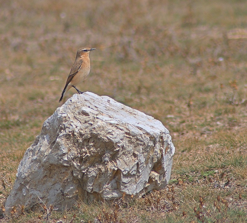 Northern Wheatear
