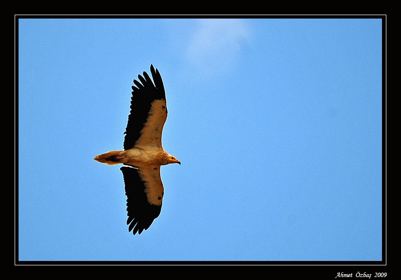 Egyptian Vulture