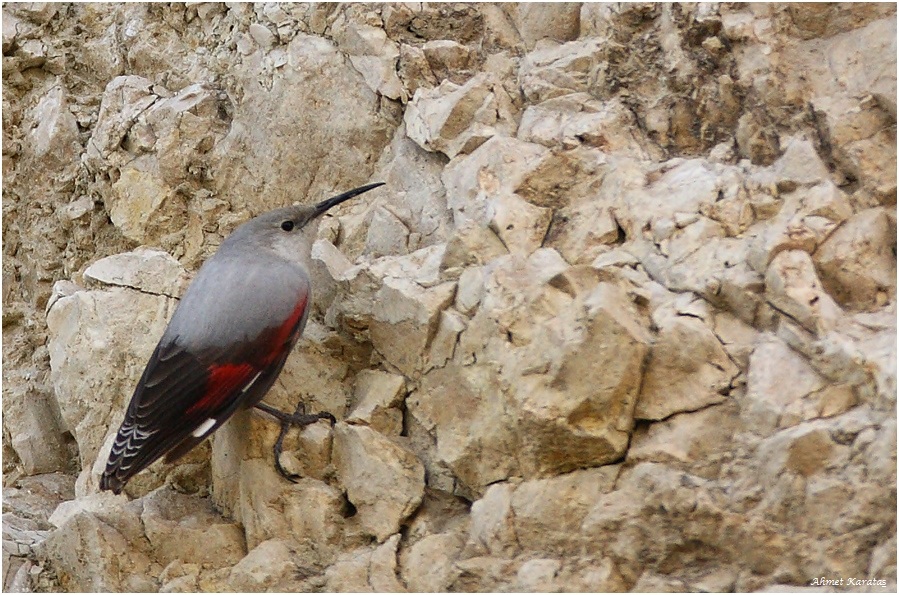 Wallcreeper