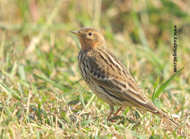 Red-throated Pipit