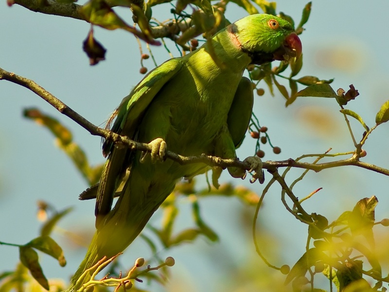 Rose-ringed Parakeet