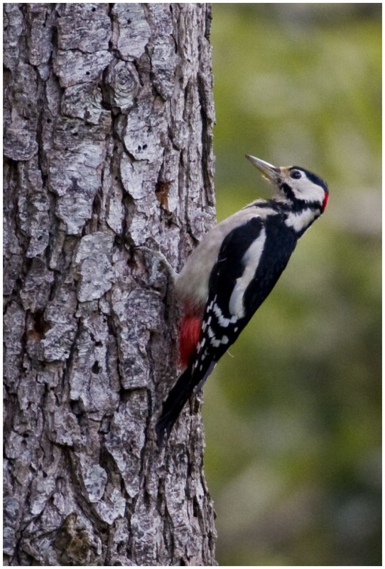 Great Spotted Woodpecker