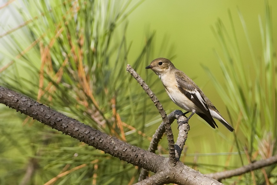 Collared Flycatcher