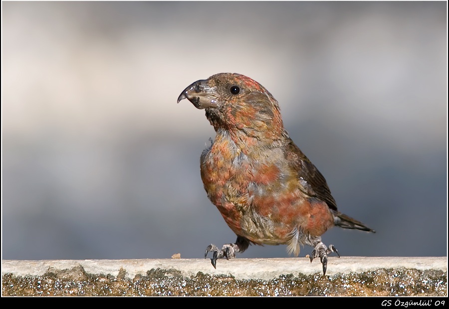 Red Crossbill
