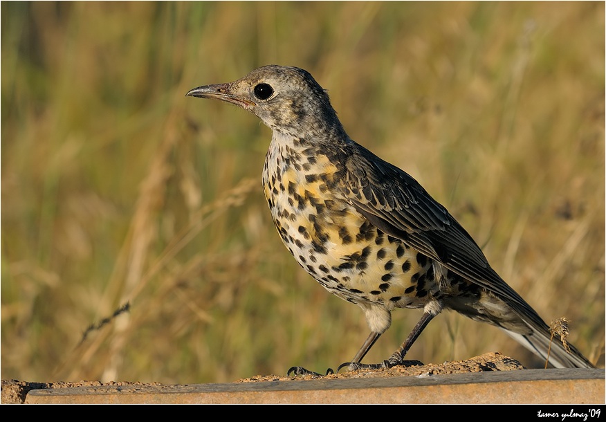 Mistle Thrush
