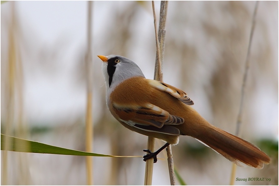 Bearded Reedling