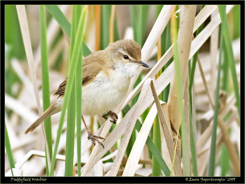 Paddyfield Warbler