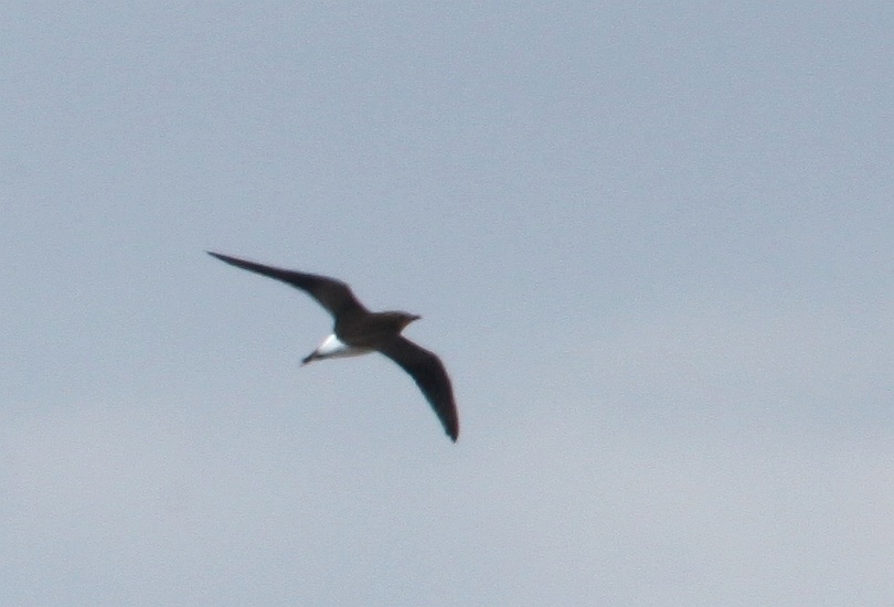 Black-winged Pratincole