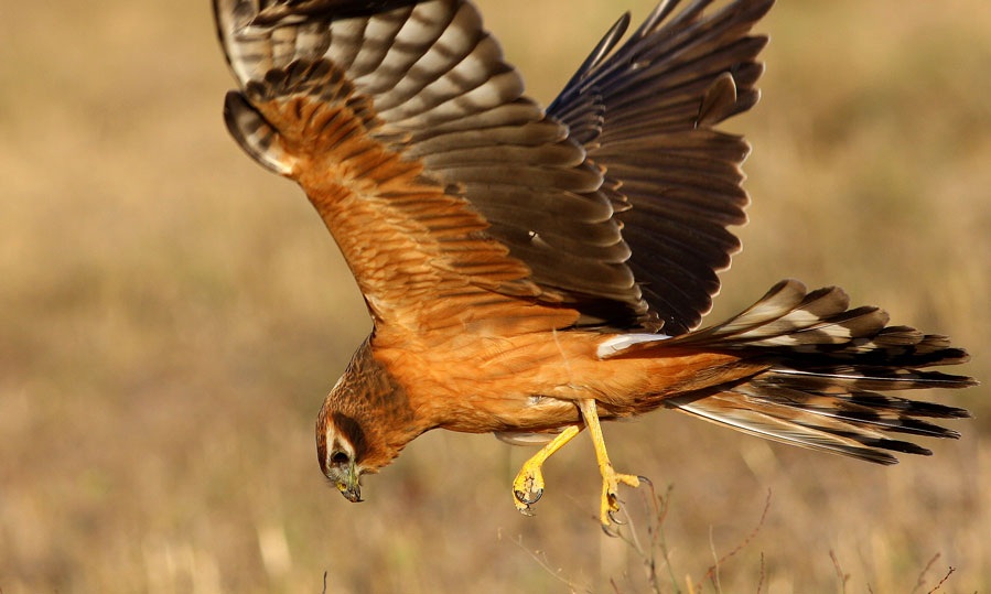 Montagu`s Harrier
