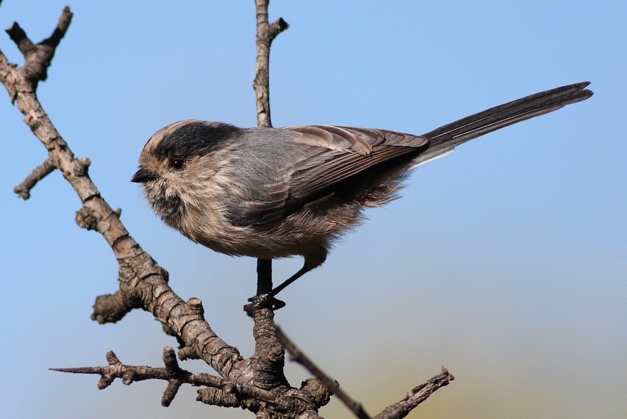 Long-tailed Tit