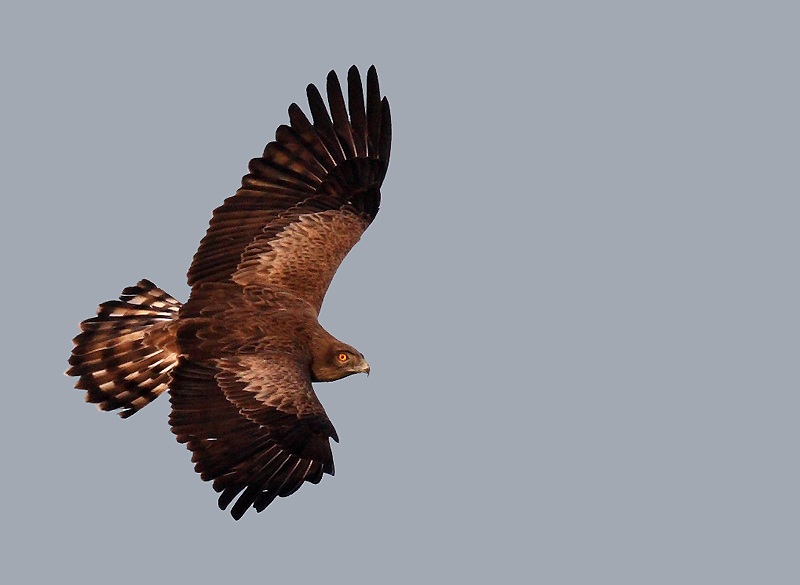 Short-toed Snake Eagle