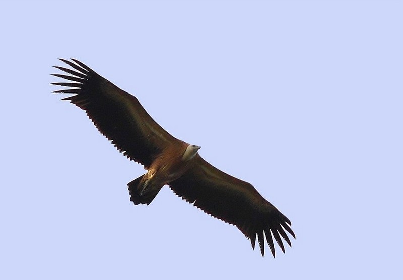 Griffon Vulture