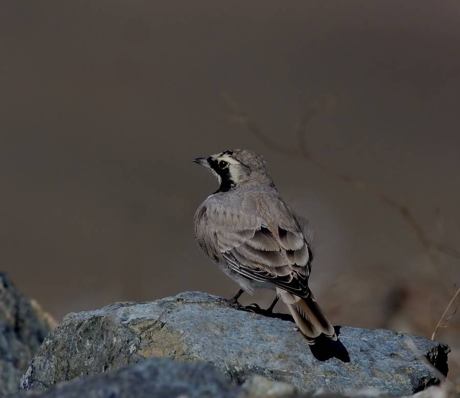 Horned Lark