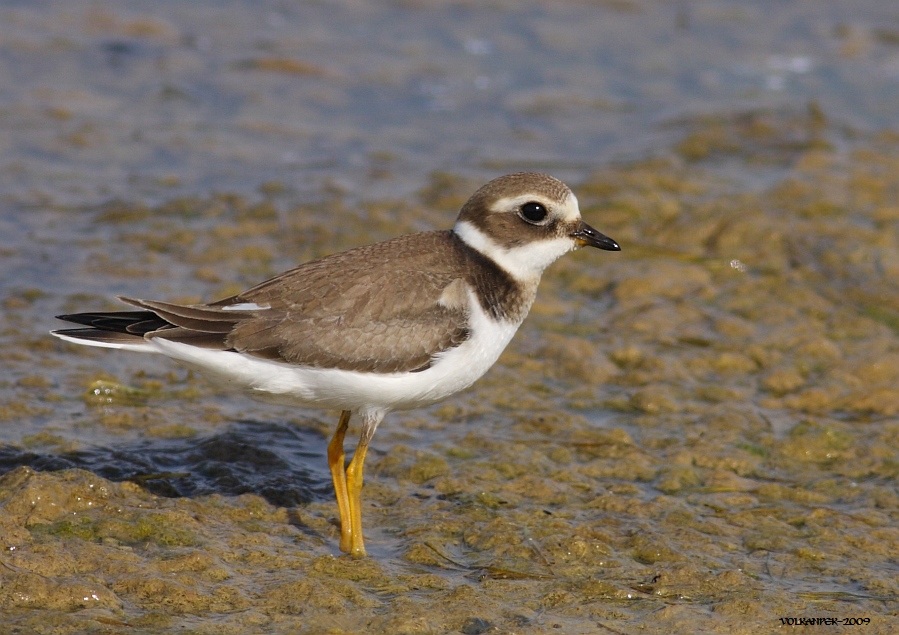 Common Ringed Plover