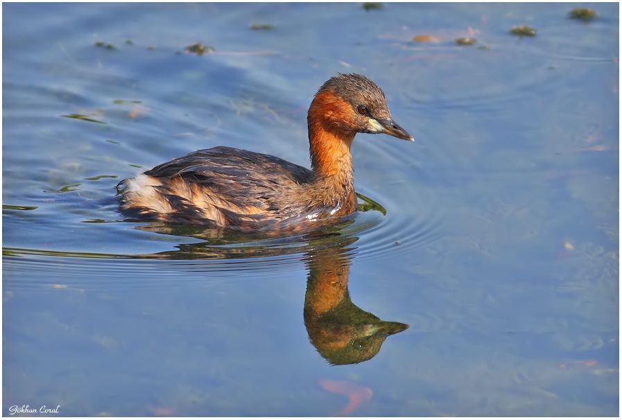 Little Grebe