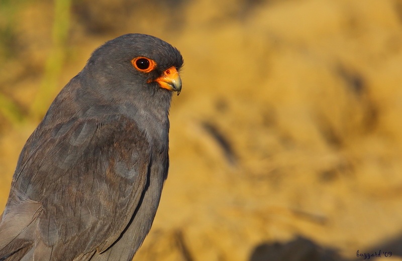 Red-footed Falcon