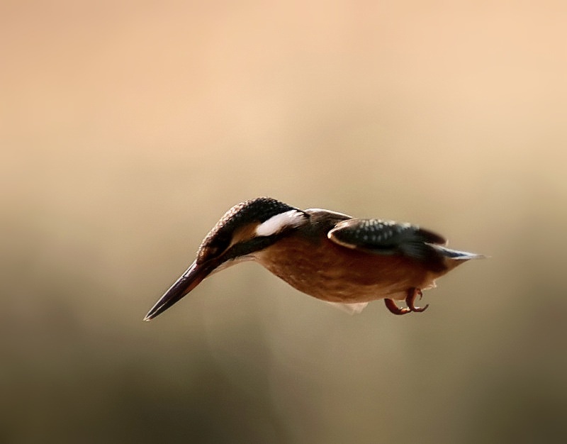 Common Kingfisher