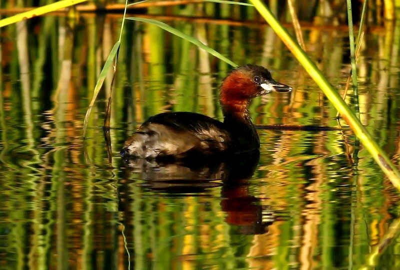 Little Grebe