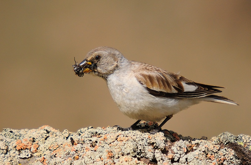 White-winged Snowfinch