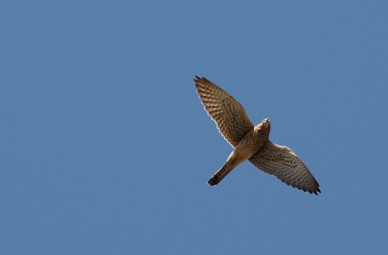 Common Kestrel