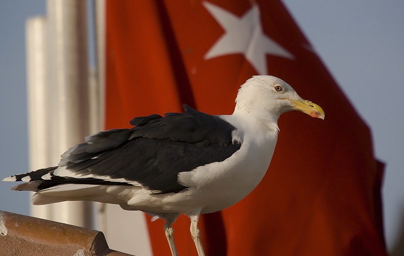Great Black-backed Gull