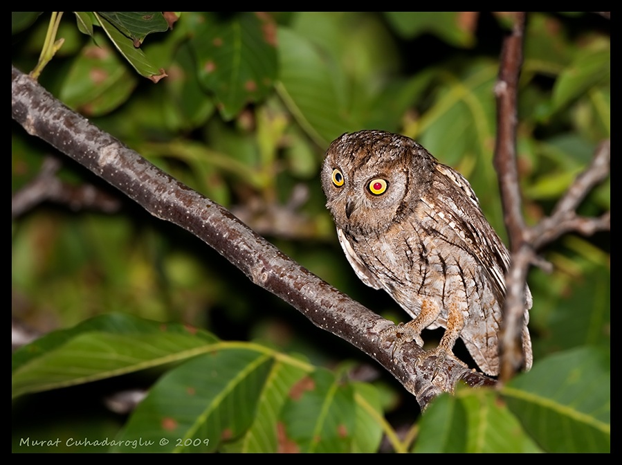 Eurasian Scops Owl