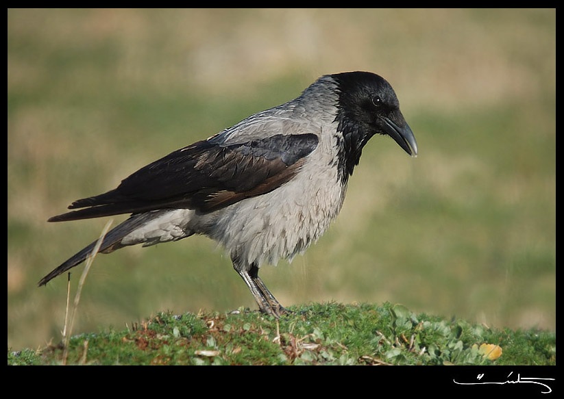 Hooded Crow