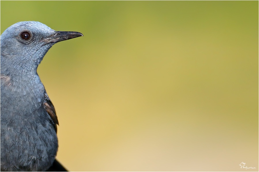 Blue Rock Thrush