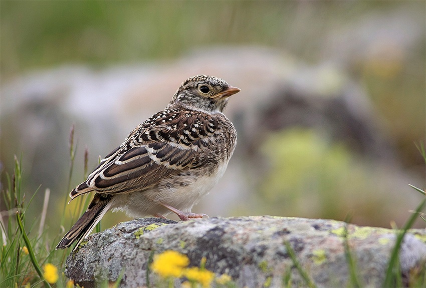 Horned Lark
