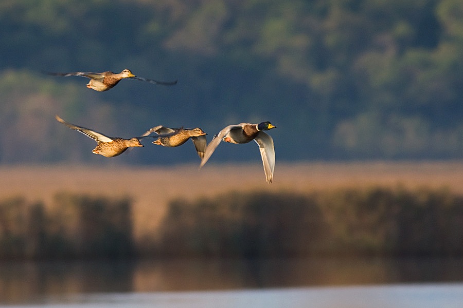 Mallard