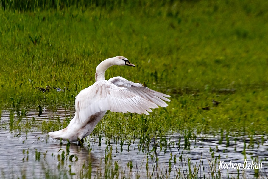Mute Swan