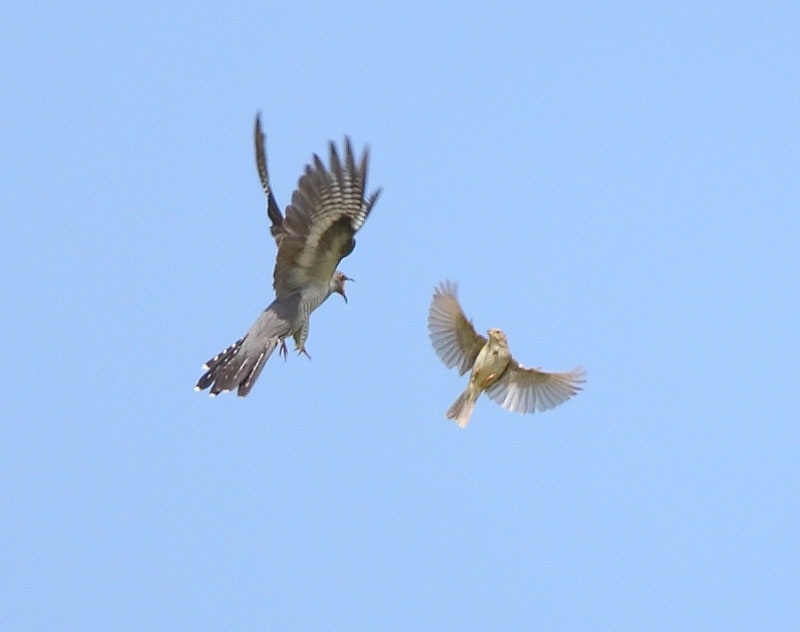 Common Cuckoo