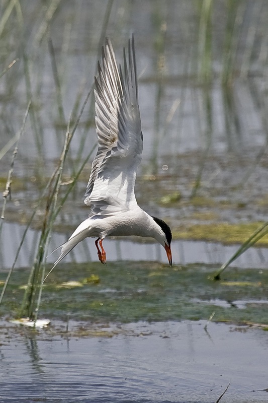 Common Tern
