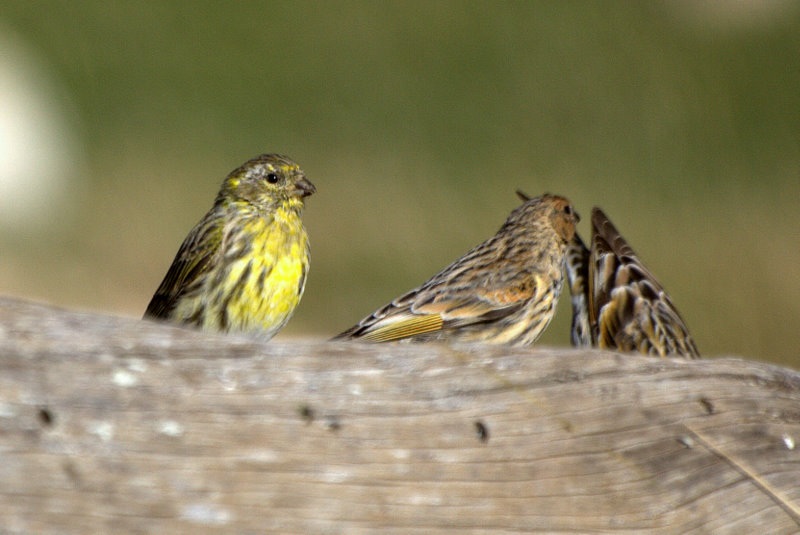 European Serin