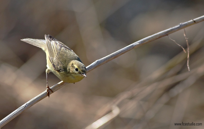Willow Warbler