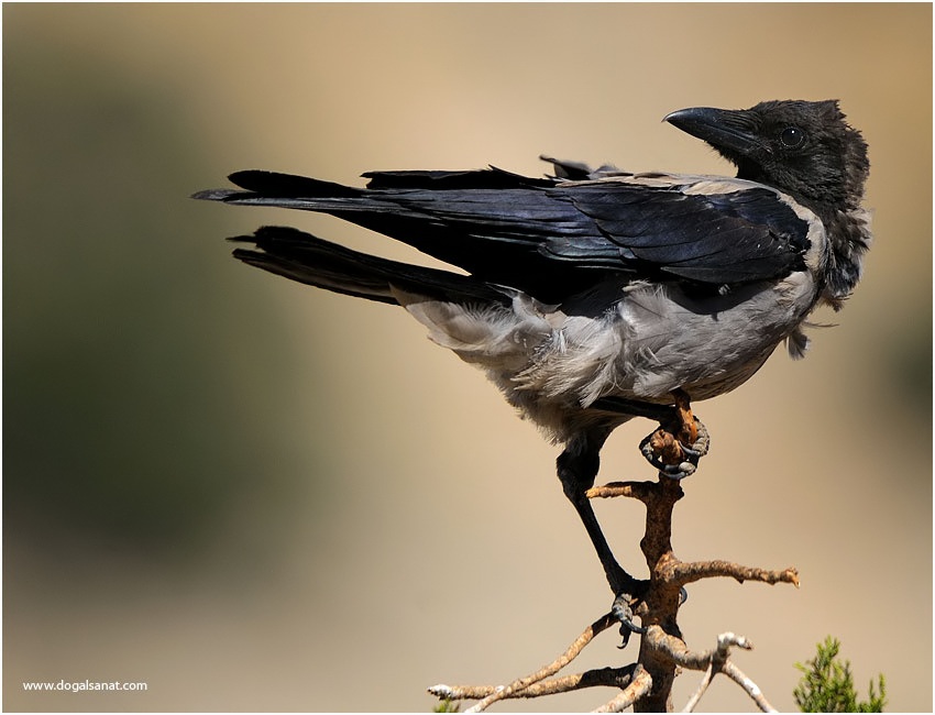 Hooded Crow