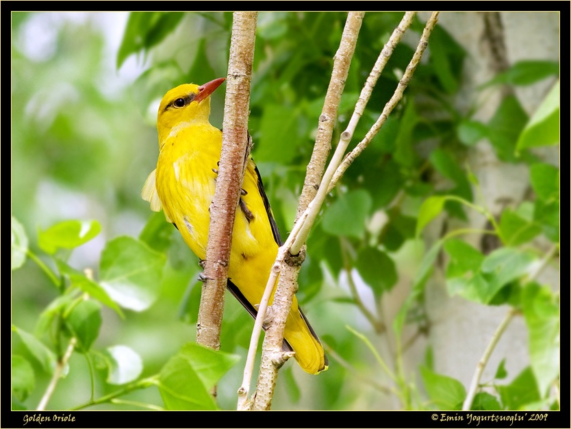 Eurasian Golden Oriole