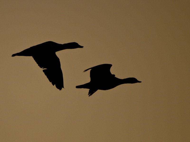 Ruddy Shelduck