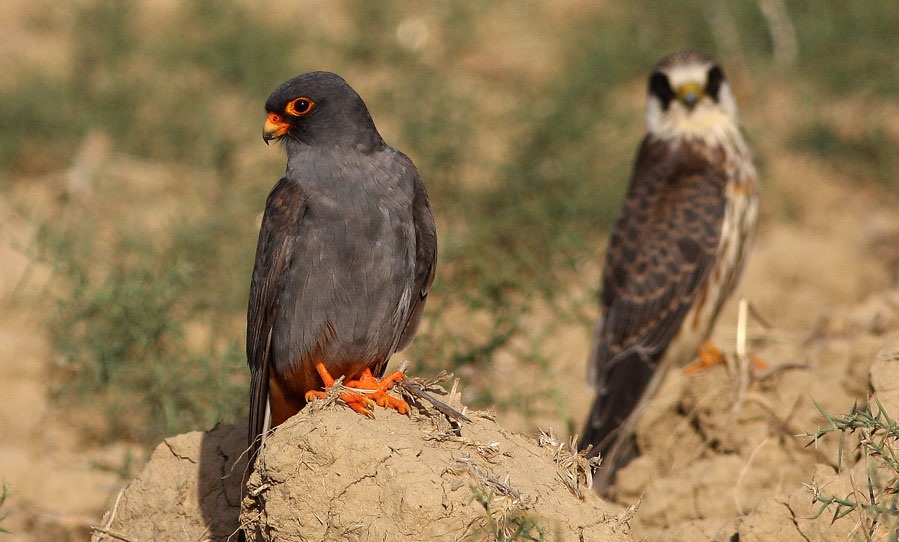 Red-footed Falcon