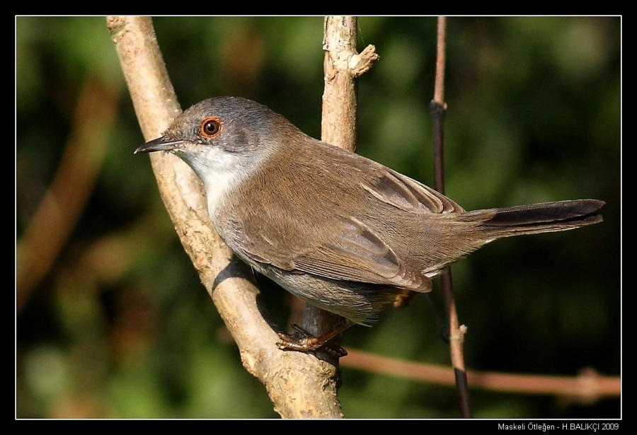 Sardinian Warbler